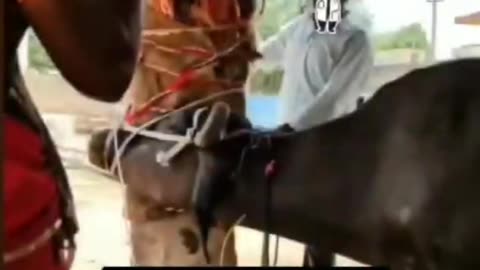 Vet doctor life