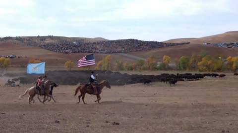 Buffalo Round Up Custer State Park 2022