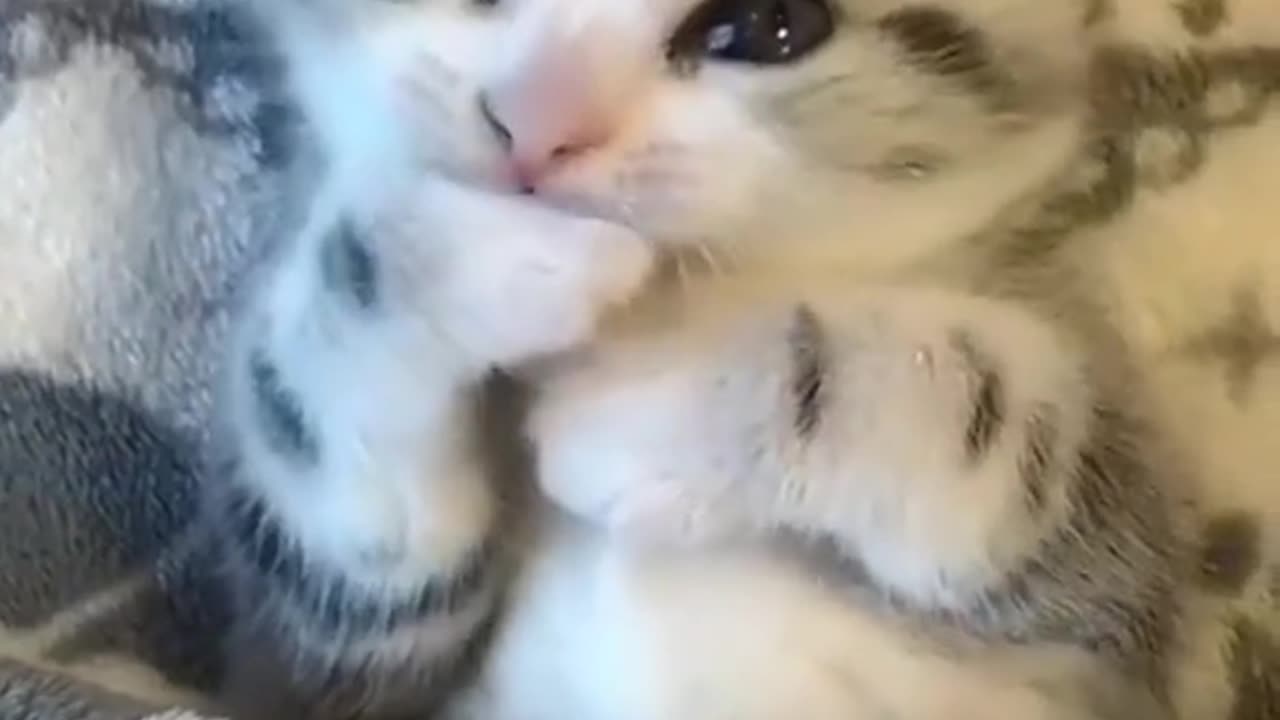 Cute funny cat video 😻😻😹