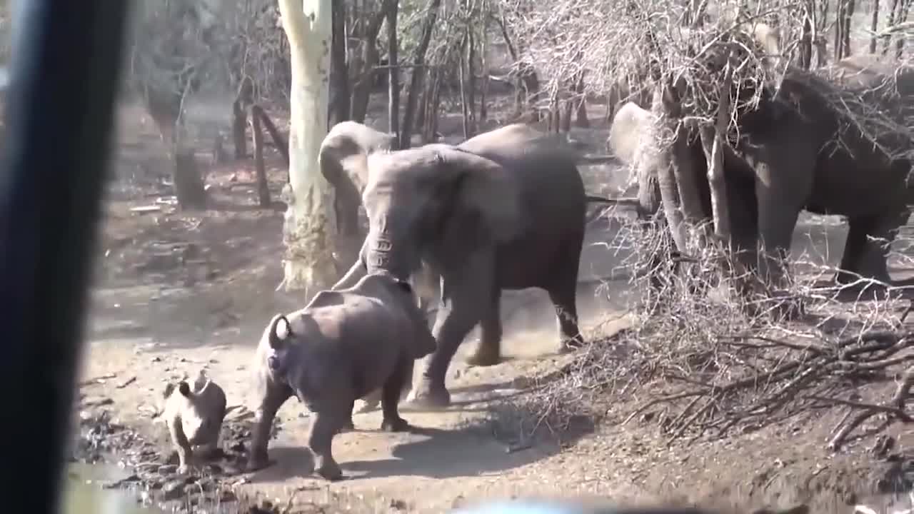 When Elephant is angry, He attacks everyone