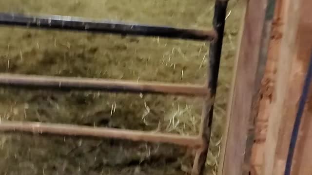The new horse in the barn