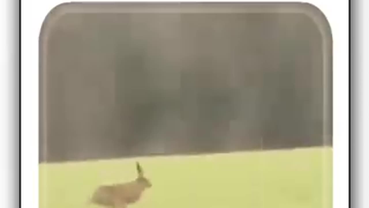 Rabits and falcons