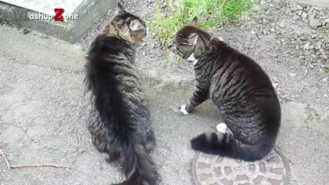 Funny moments of cat arguing