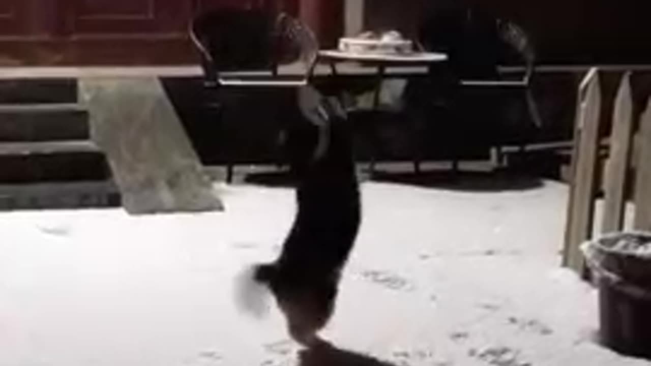 funny cats and snowballs