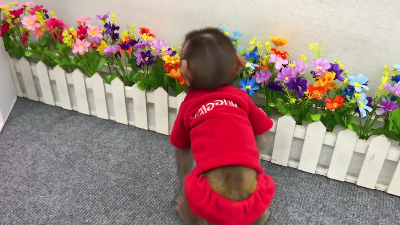 Smart Bim Bim picks watermelons to make watermelon ice cream for ducklings-18