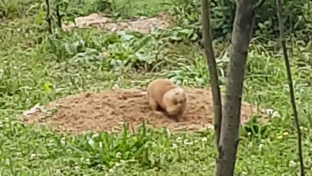 Cute Puppy digging my Garden