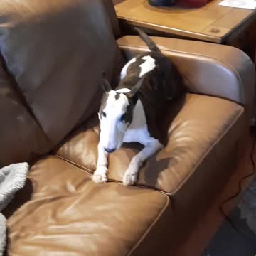 Dexter the Superstar