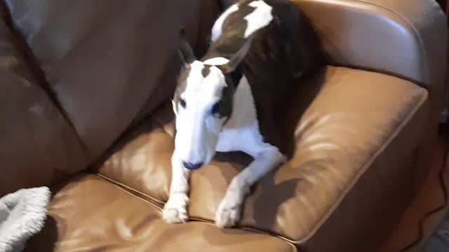 Dexter the Superstar