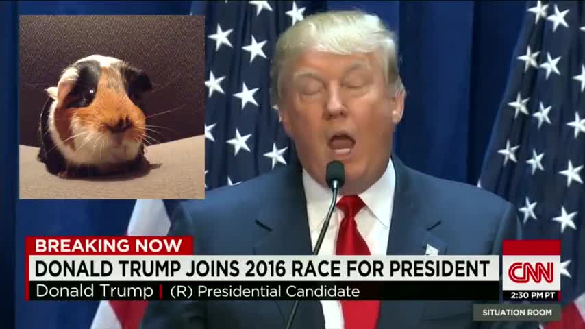 Guinea Pigs React to Donald Trump