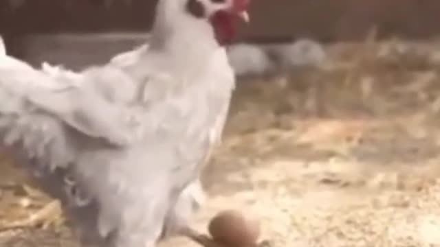 This hen is a good football player.