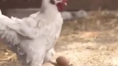 This hen is a good football player.