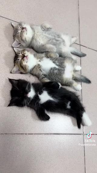 Cute kittens sleeping kittens