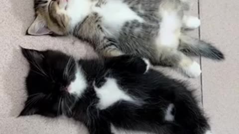 Cute kittens sleeping kittens