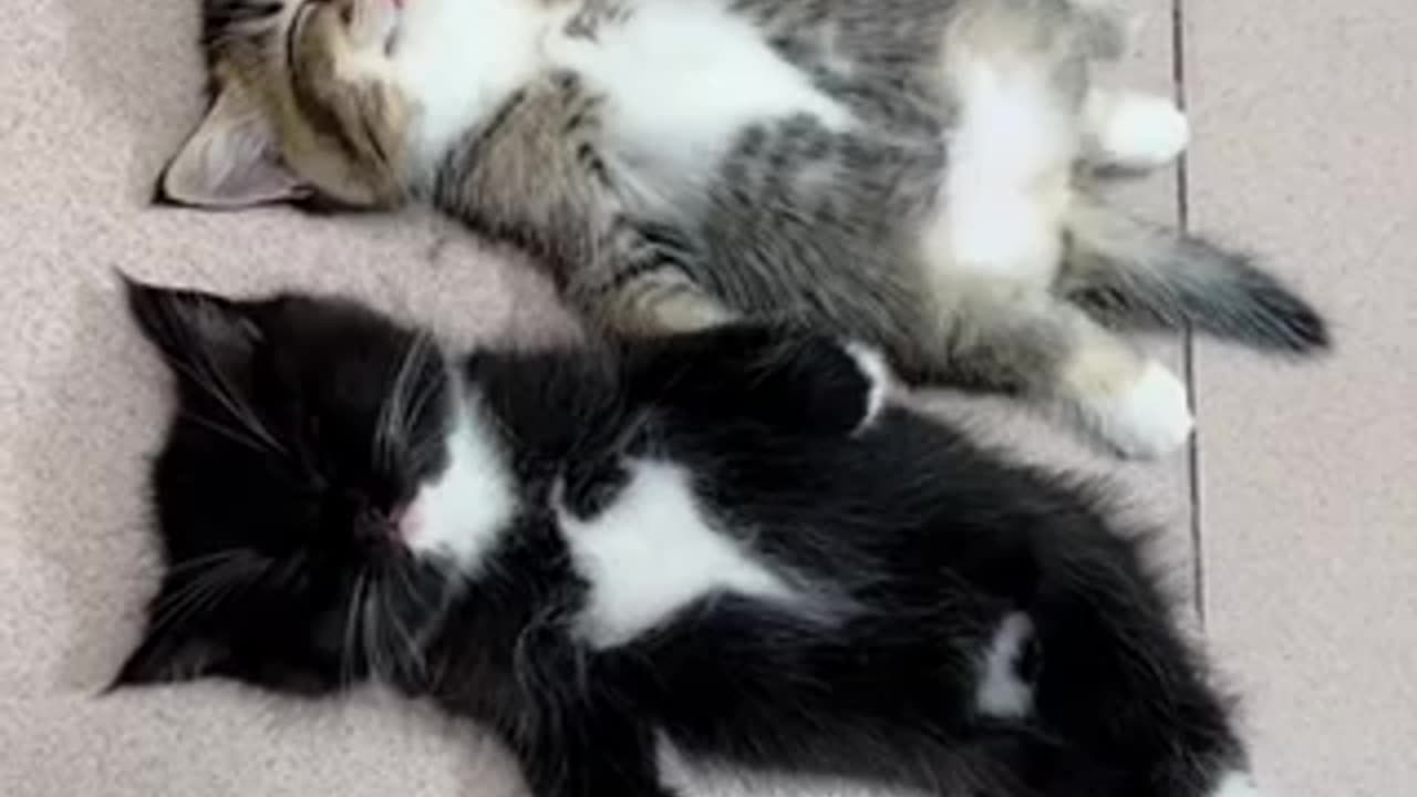 Cute kittens sleeping kittens