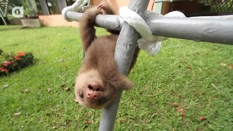 What Does A Sloth Say?