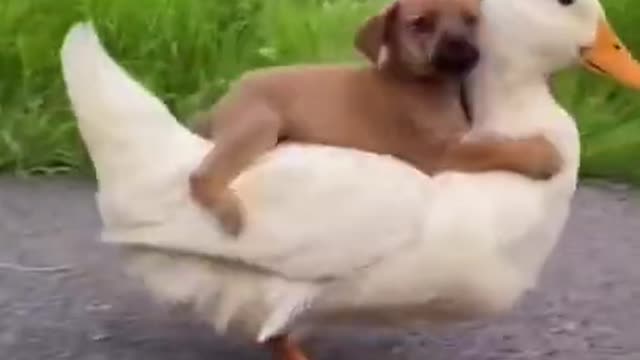 Cute puppy riding on duck