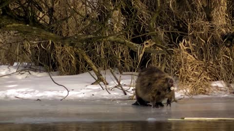 Beautiful winter beaver