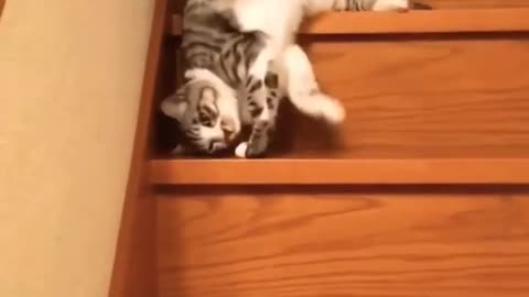 lazy cat funny clip #babycat #cutecat #cat #shorts#meow 😍