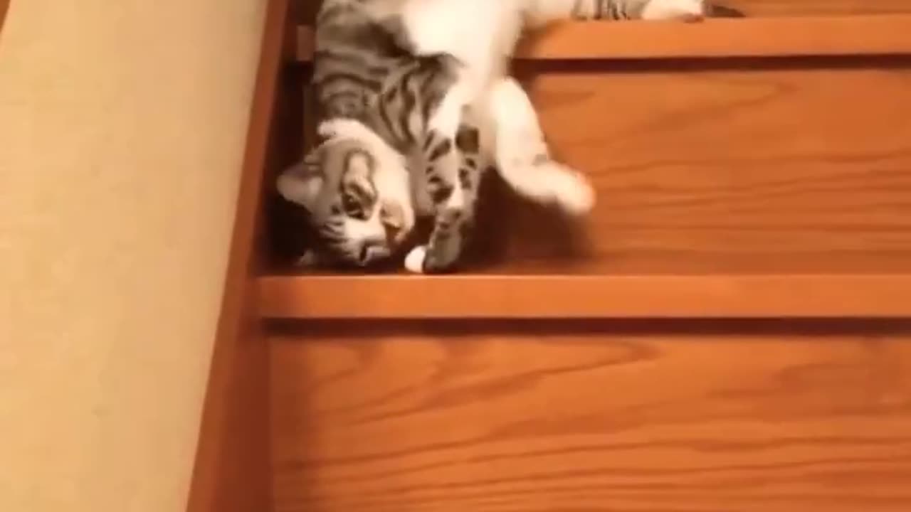 lazy cat funny clip #babycat #cutecat #cat #shorts#meow 😍