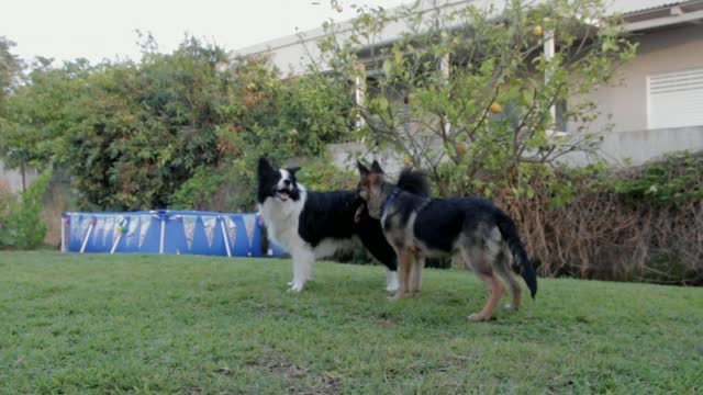 Two dogs playing in garden