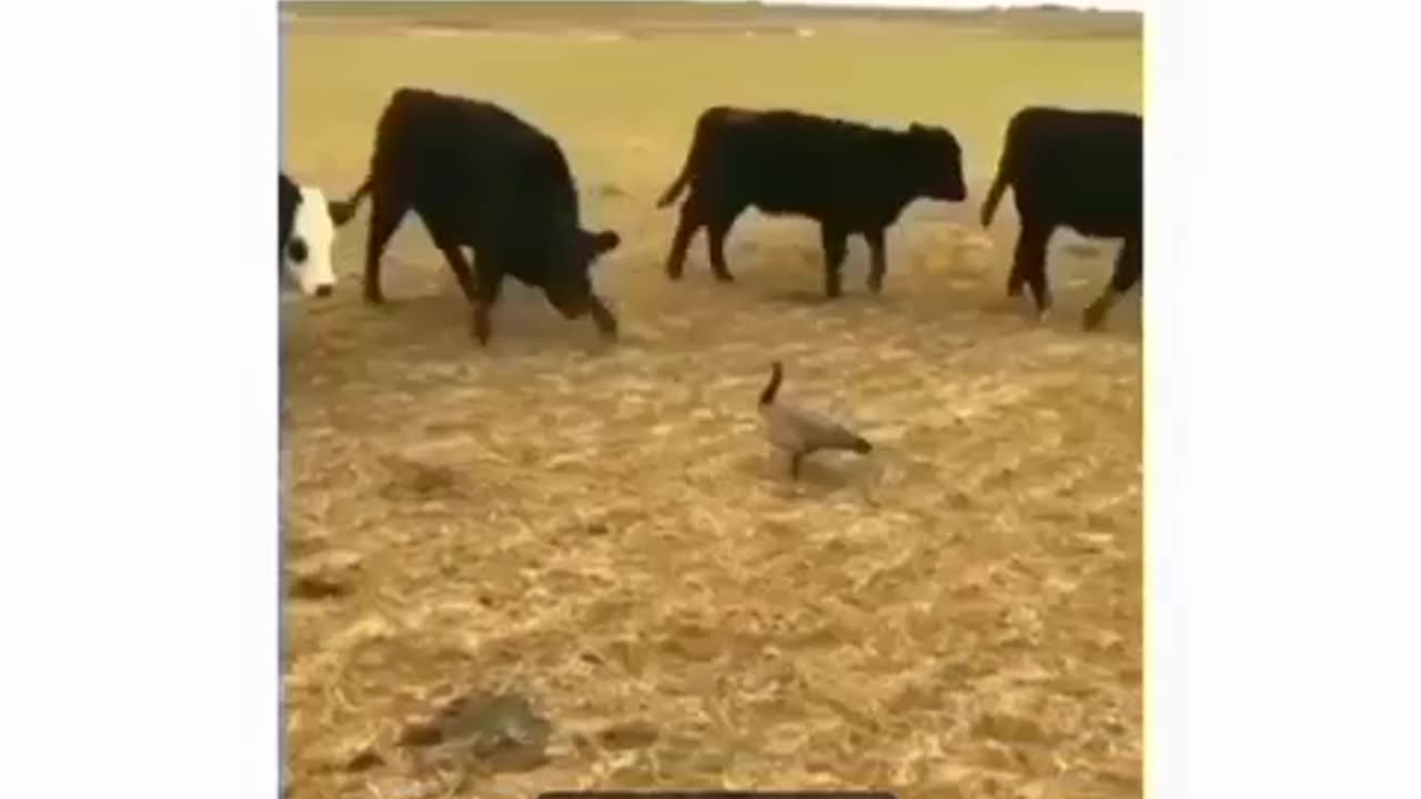 News Break. Brave Goose