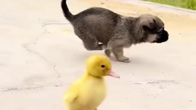 Dogs and ducks are having fun