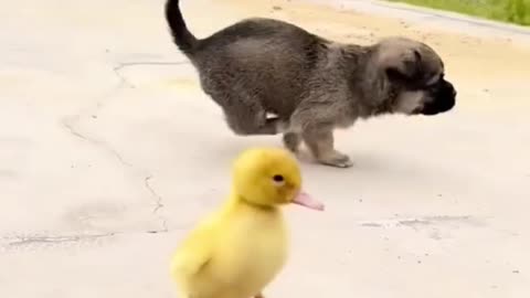 Dogs and ducks are having fun