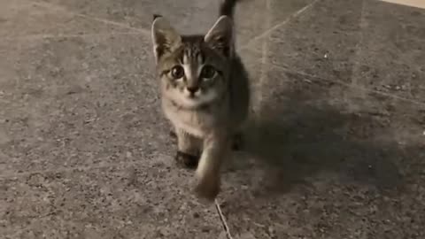 Short cat -- Gidini Gidini ------(2K_HD)