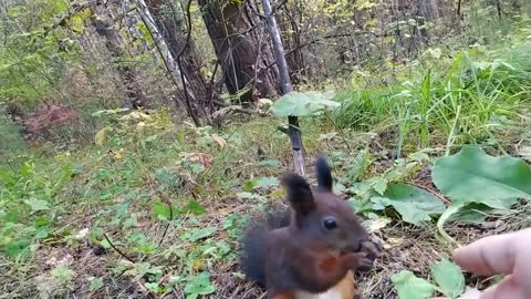 Squirrel broke_そして、リスは本当に壊れました。