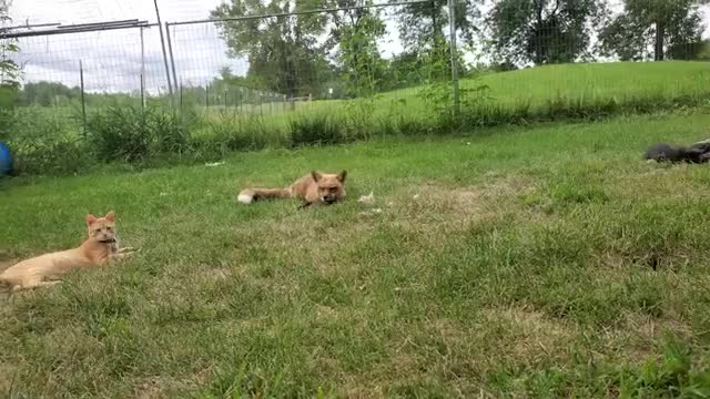 Cat pounces on Finnegan fox! Finnegan Laughs!