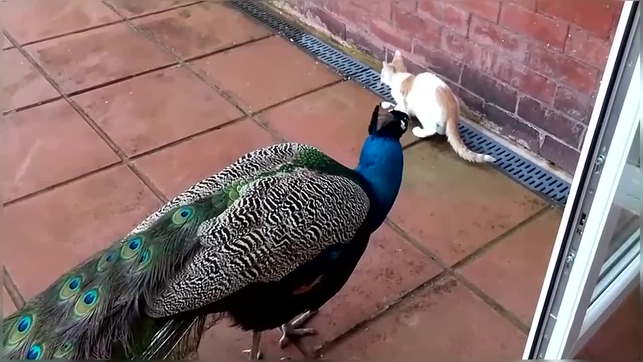 Cat vs Peacock Compilation