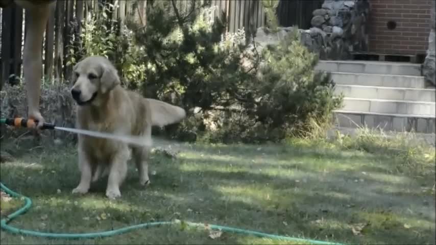 Golden Retriever performs jumping act over water hose