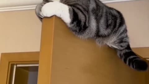 Cute cats.