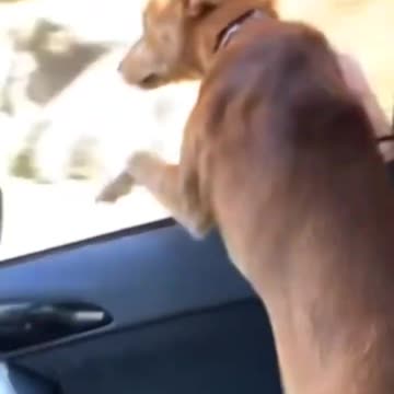 My Dog Crapped on my Girlfriend!