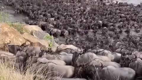 Lion hunting VS Wildebeest’s