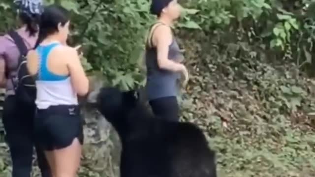 The black bear attack on the girl while she was photographing her friend in the forest