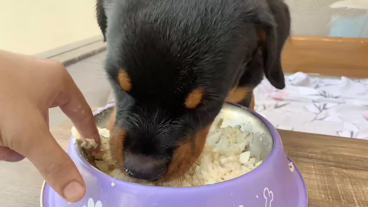 How to make dog food at home.