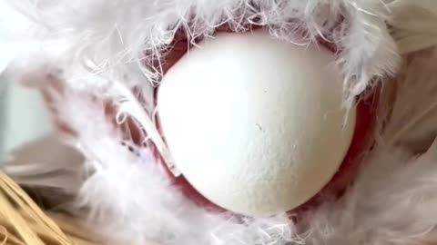 See how a hen lays an egg