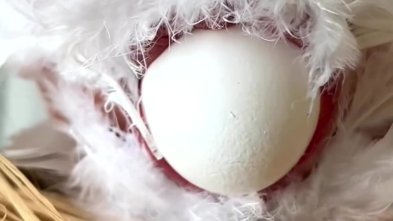 See how a hen lays an egg