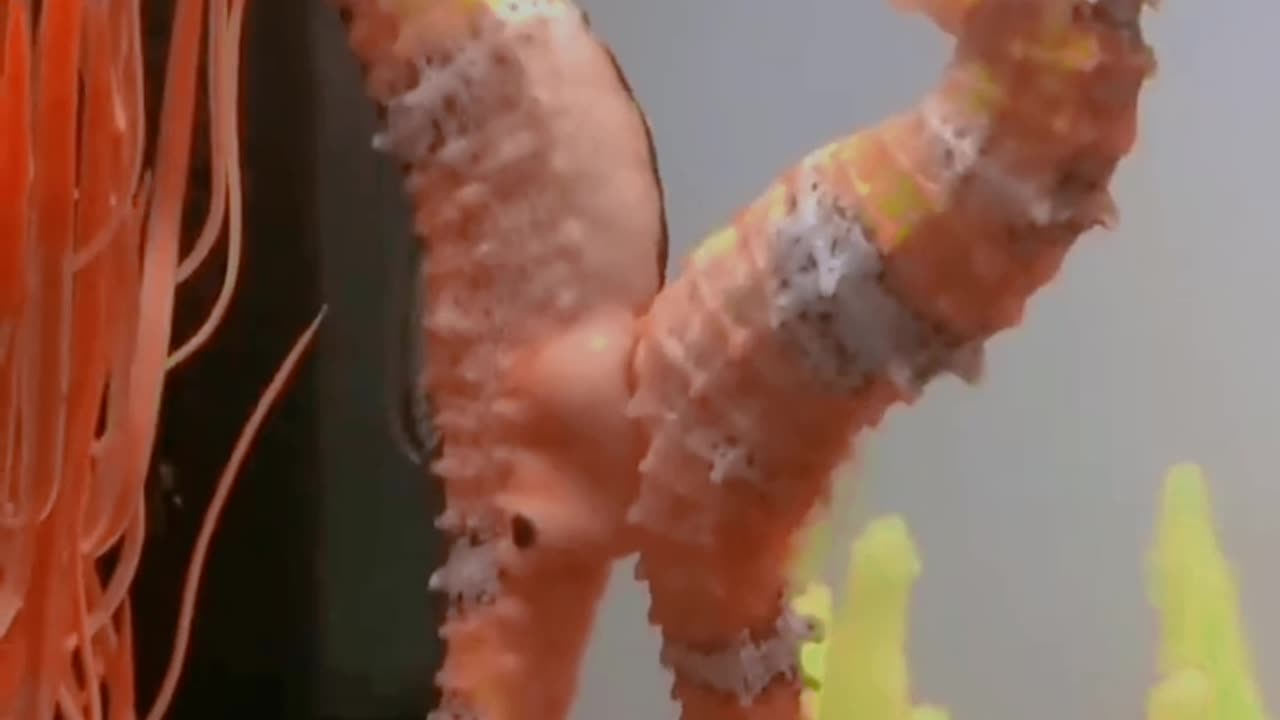 Horse fish combined for egg transfer