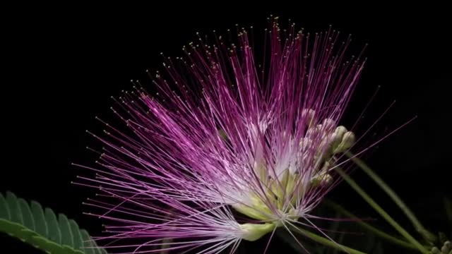 A wisp of red silk and a wisp of love