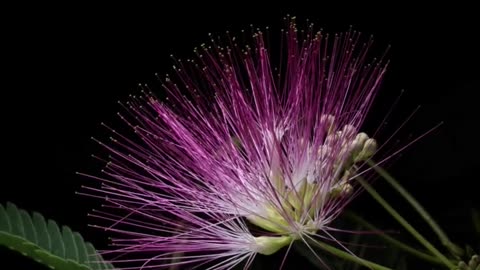 A wisp of red silk and a wisp of love