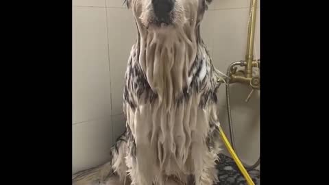 Cute animals