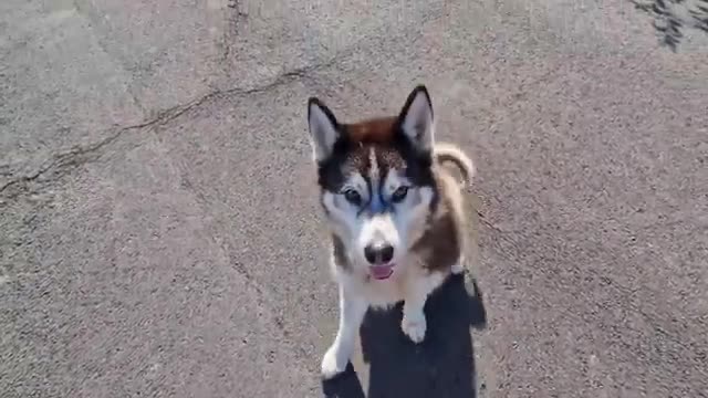 Husky Is Sorry For What He Did and Comes To Apologise