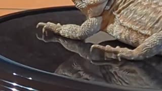 Bearded Dragon Loves Riding on Roomba