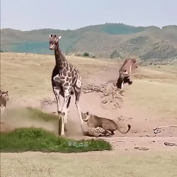Giraffe fight with lion