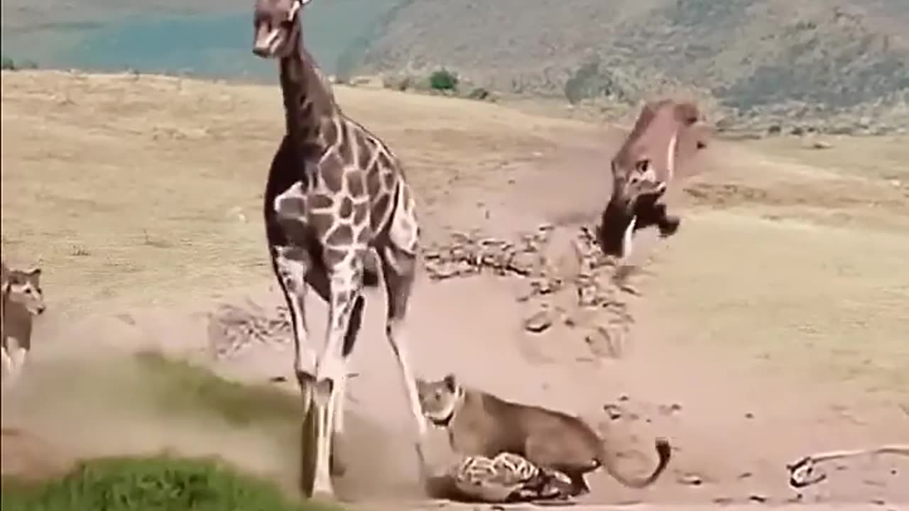 Giraffe fight with lion