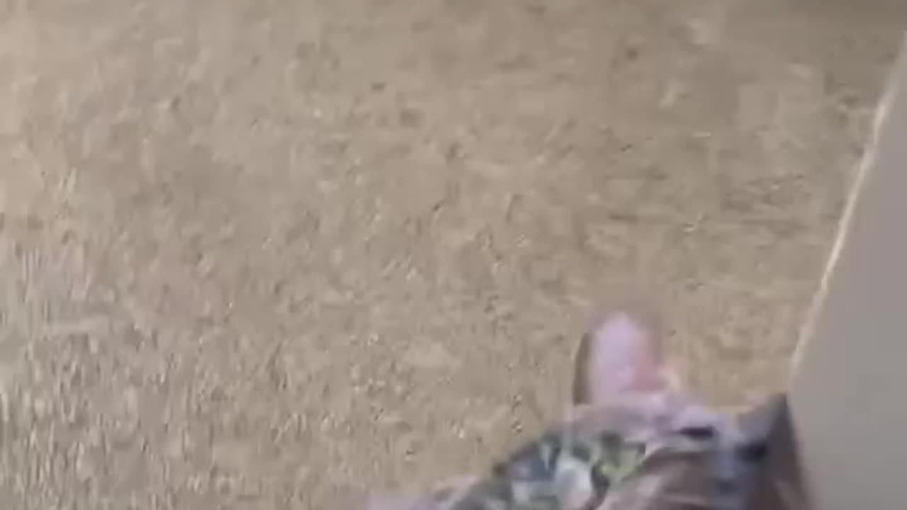 Scaring cat with cat sticker