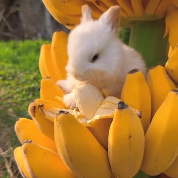 rabbit eating banana | viral video
