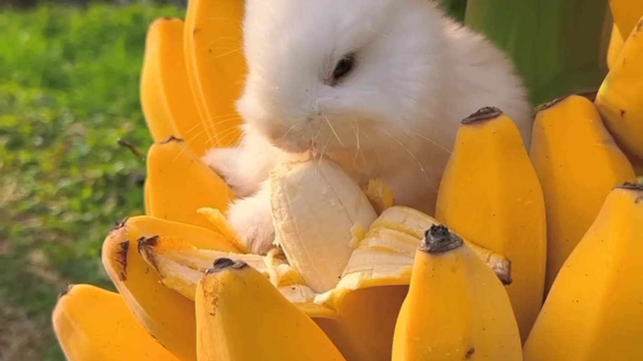 rabbit eating banana | viral video